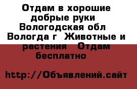 Отдам в хорошие добрые руки - Вологодская обл., Вологда г. Животные и растения » Отдам бесплатно   